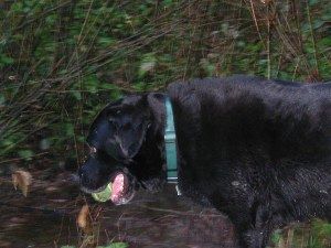 Crom rescues abandoned ball.