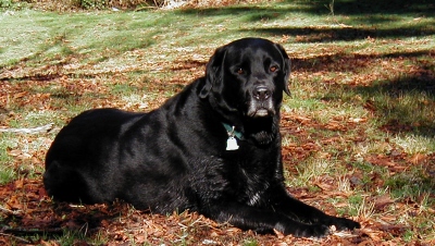 Crom in Stanley Park, 2001