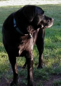 Crom in his back yard, November 2003